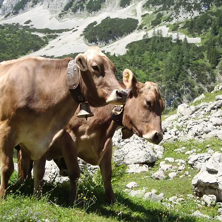 Κατάλυμα σε φάρμα Jagerhof Walchsee